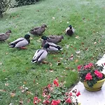 La Mare Aux Canards Couette-café